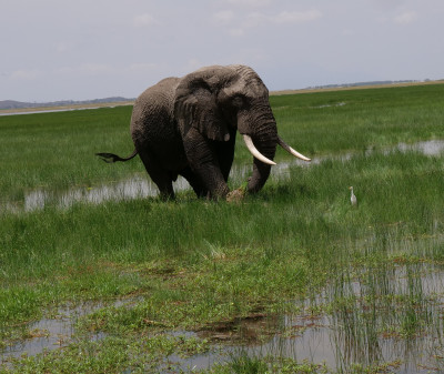 Africa Home Adventure Safaris