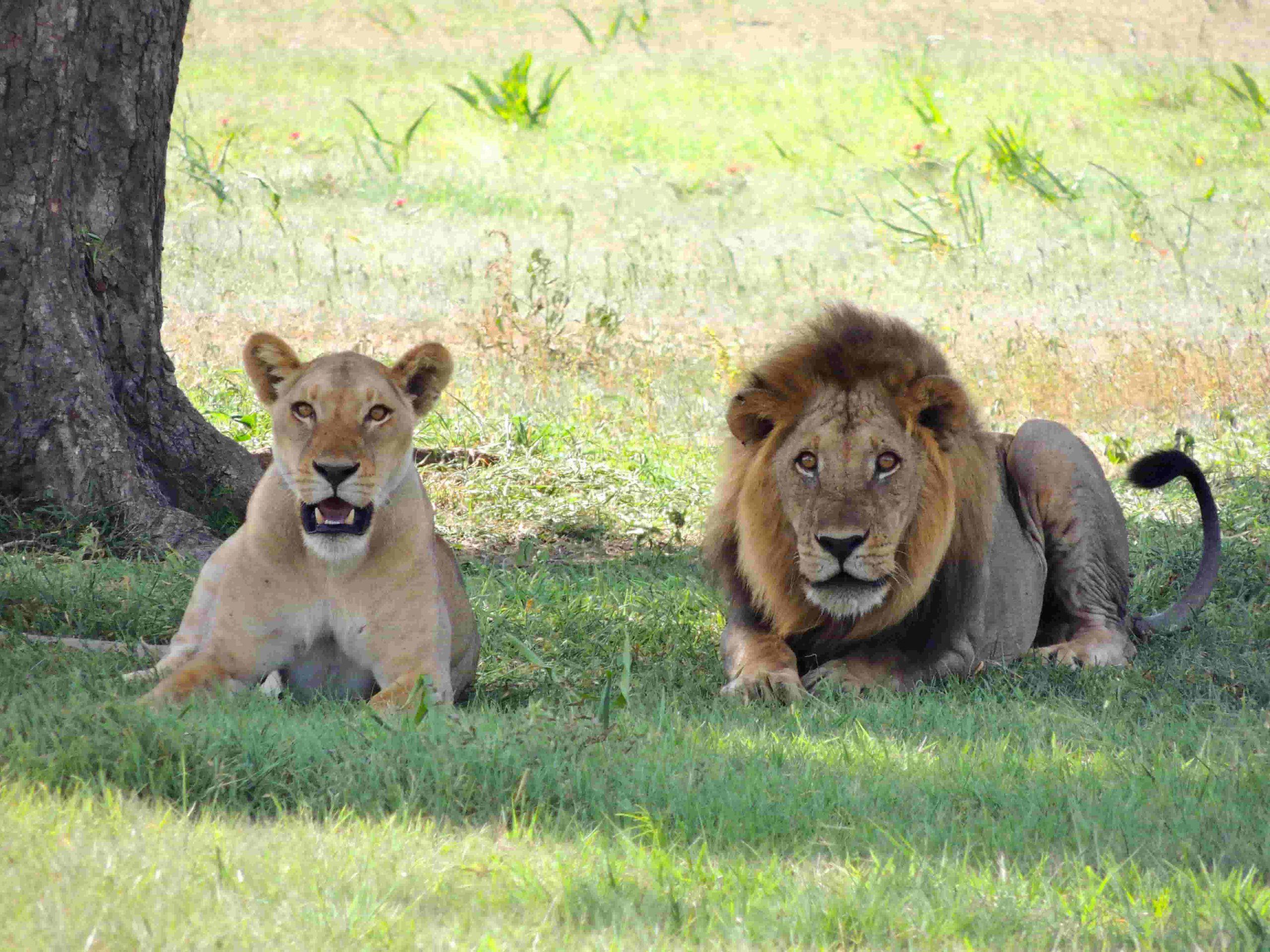 Chugu Tanzania Adventure Safaris 1