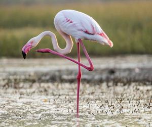 Lake Nakuru Youth Hostel 3