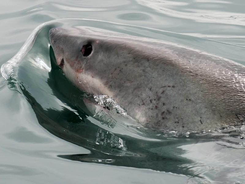 White Shark Projects cc 4