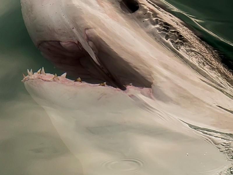 White Shark Projects cc 2
