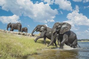 Chobe Game Lodge 5