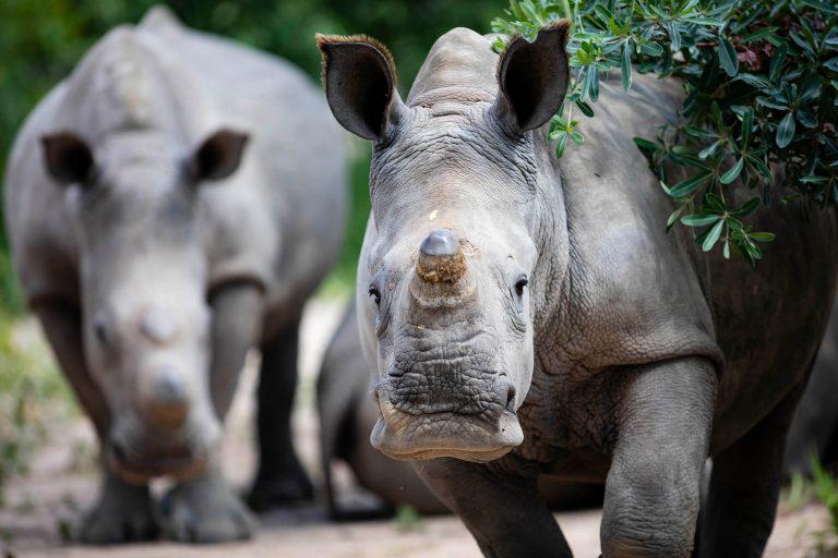Hoedspruit Endangered Species Centre 3