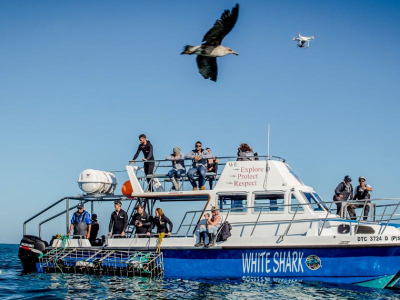 White Shark Diving Company 4