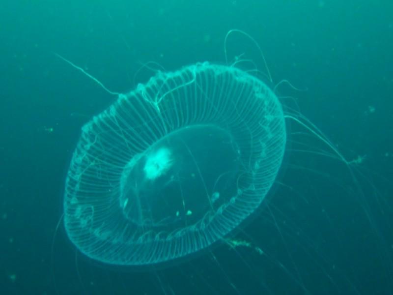 Prodive 3