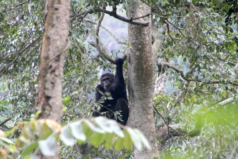 Nyungwe Forest National Park 4