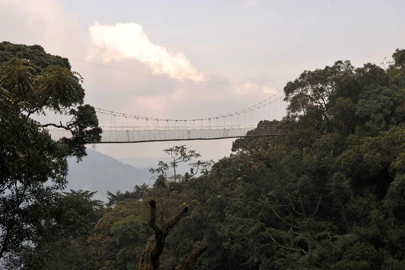 Nyungwe Forest National Park 2