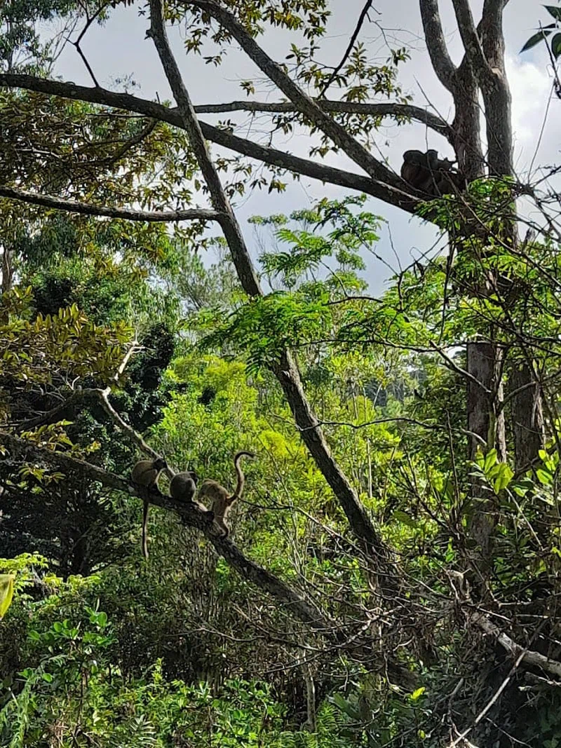 Andasibe-Mantadia National Park 4