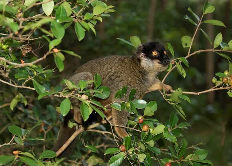 Andasibe-Mantadia National Park 3