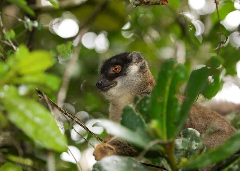 Andasibe-Mantadia National Park 2