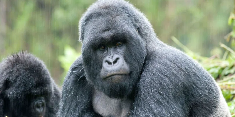 Mgahinga Gorilla National Park 3