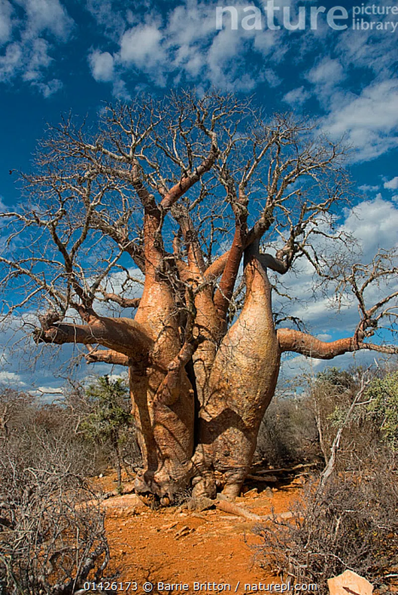 Tsimanampetsotsa National Park 5