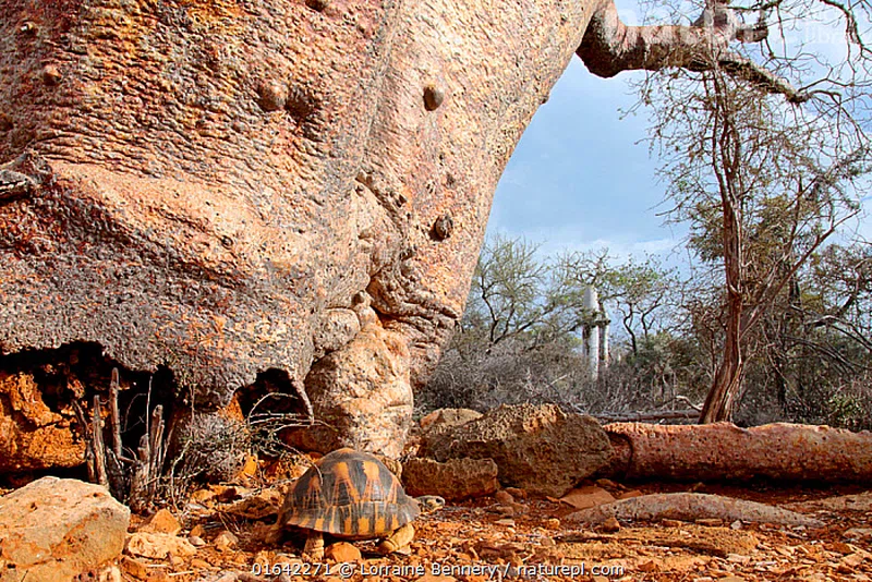 Tsimanampetsotsa National Park 2