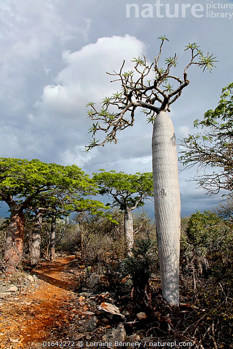 Tsimanampetsotsa National Park 4