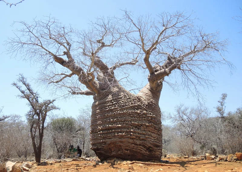 Tsimanampetsotsa National Park 3
