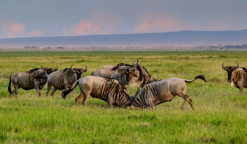 ½-Day Nairobi National Park Excursion