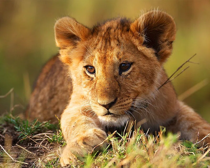 Horizon Gest Safaris 1
