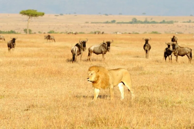 Horizon Gest Safaris 2