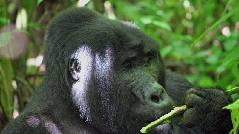 Bwindi Impenetrable NP 2