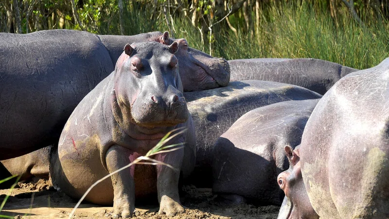 ½-Day Kruger NP Tour from Hazy View
