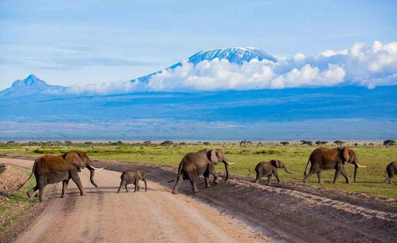 Amboseli National Park 3