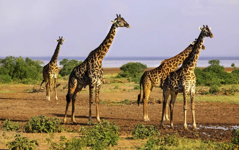Amboseli National Park 2