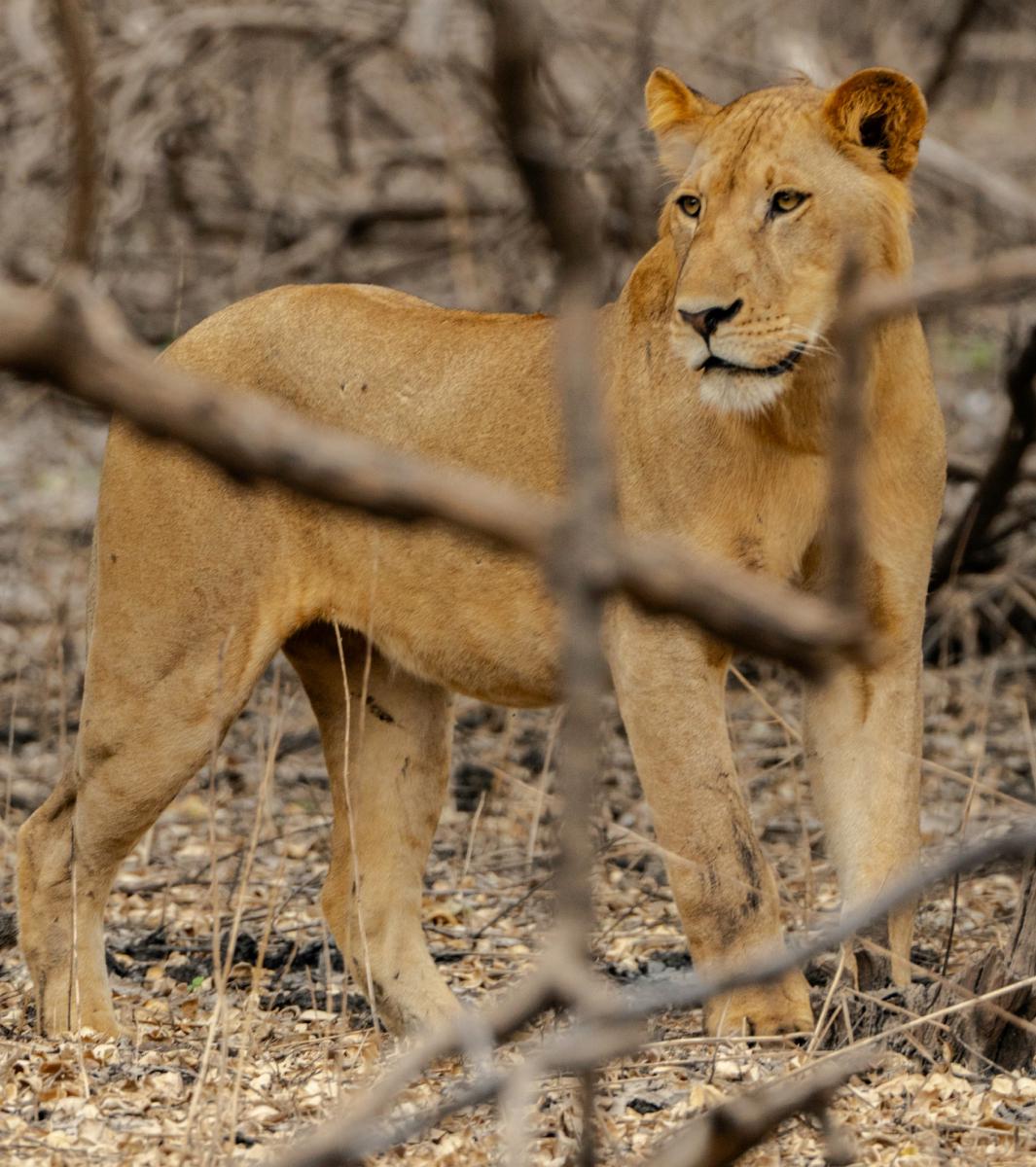 Furaha Tours and Safaris 1