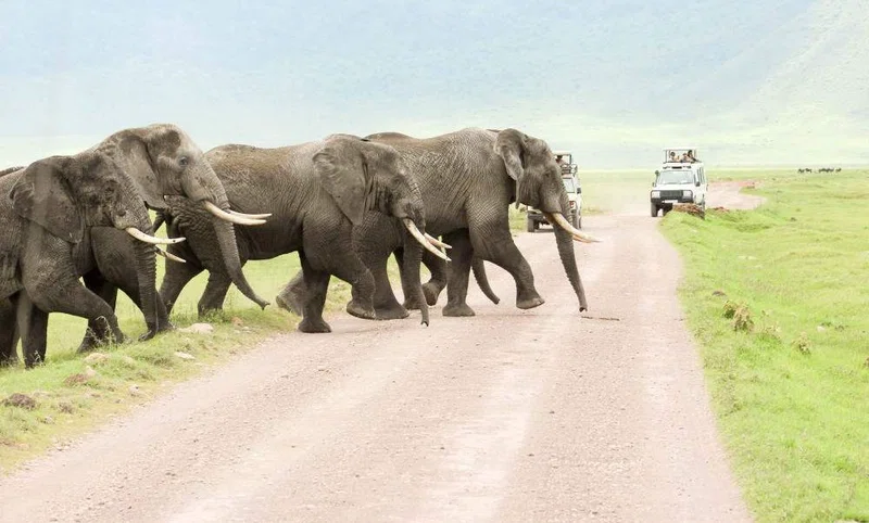 Elephant Whispers Safaris Limited trading as Elephant Whispers Safaris 3