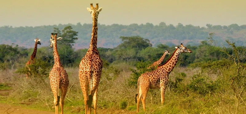 Umurage Eco Safaris Limited trading as Umurage Eco Safaris 1
