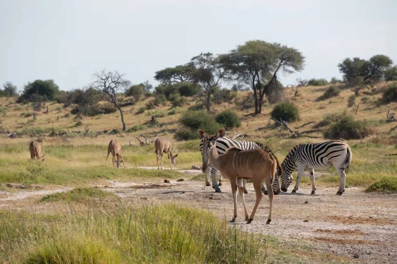 Makgadikgadi Pans NP 3