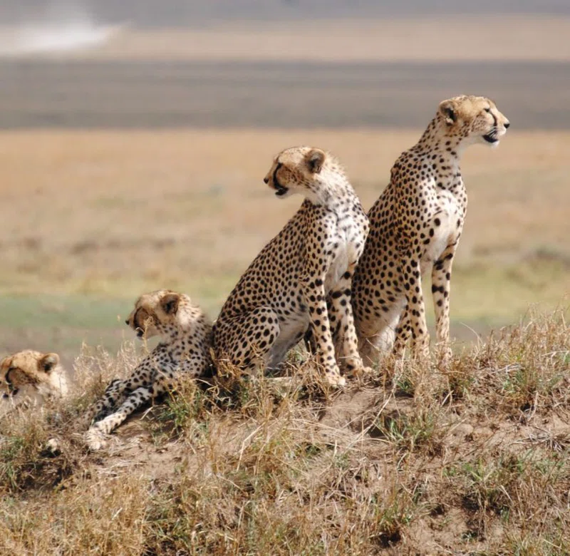 Zaqtu Safaris and Travelling 5