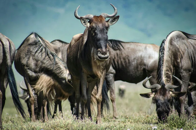 Kentau Safaris Ltd trading as Kentau Safaris 3