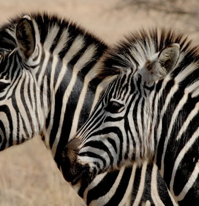 Kentau Safaris Ltd trading as Kentau Safaris 5