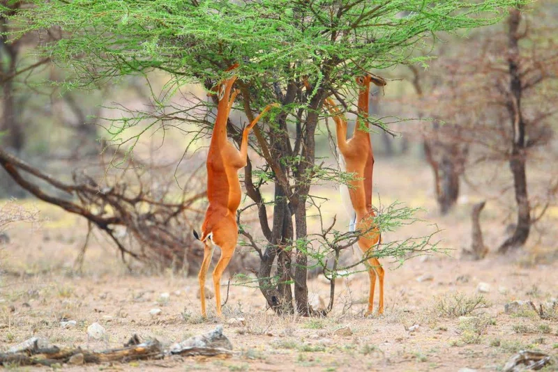 Inspired Feet Safaris Limited trading as Inspired Feet Safaris 4