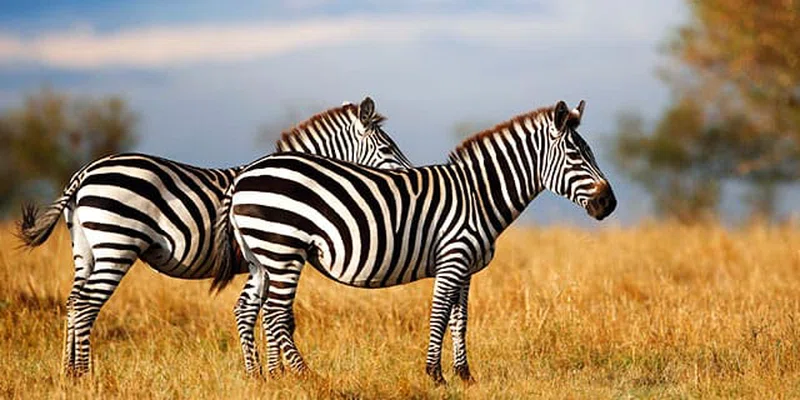 Inspired Feet Safaris Limited trading as Inspired Feet Safaris 1