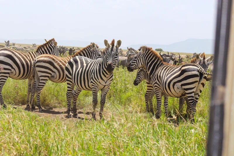 Inspired Feet Safaris Limited trading as Inspired Feet Safaris 5