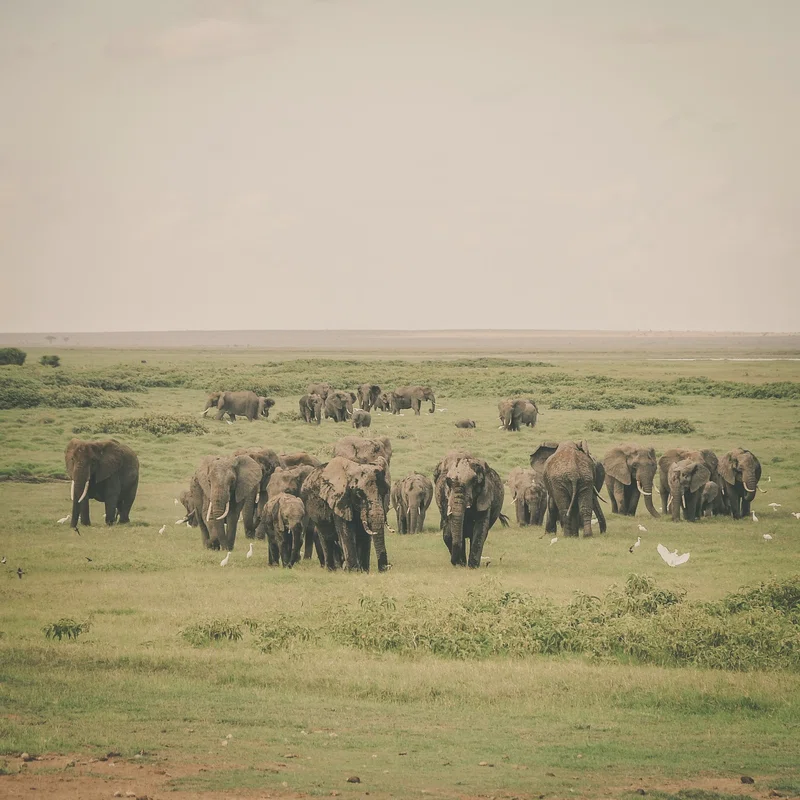 Nairobi Aviation trading as Simba Paka Safaris 5