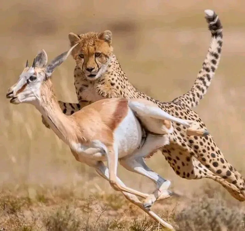 Nairobi Aviation trading as Simba Paka Safaris 4