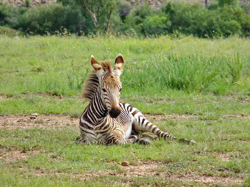 ½-Day Nairobi National Park & Giraffe Centre