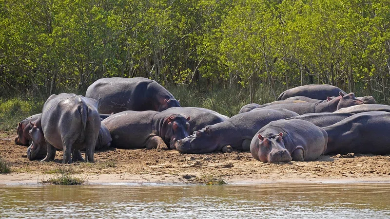 ½-Day 3-Hour Shared Game Drive in Pilanesberg