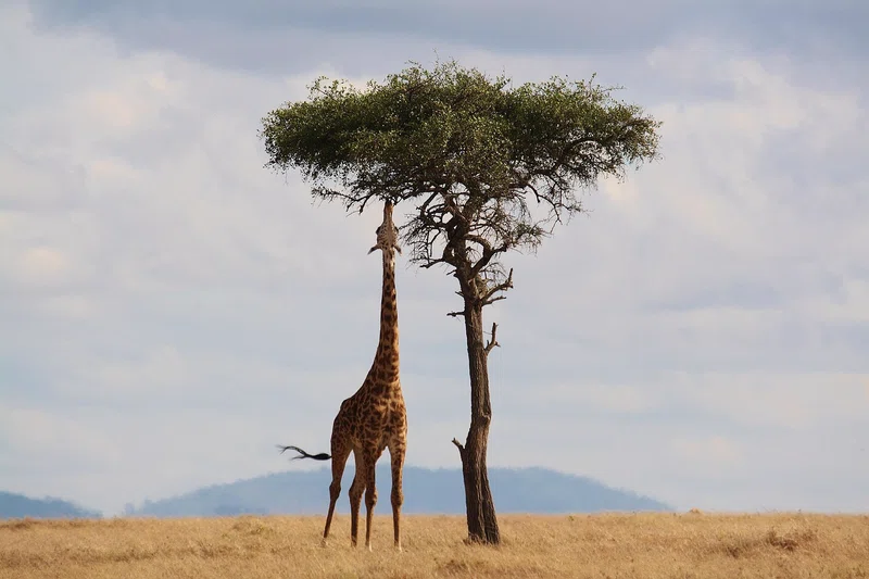 ½-Day Black Rhino Safari Transfer & Game Drive Package