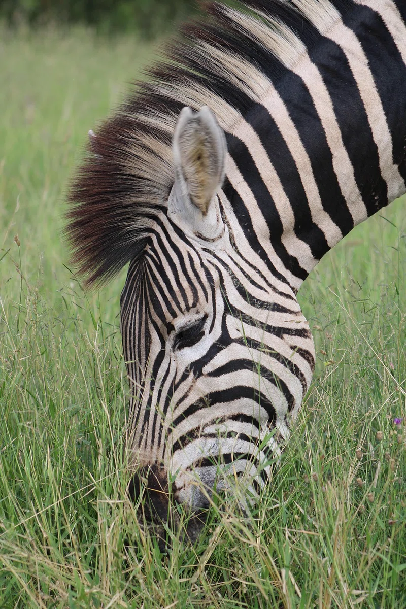 ½-Day Johannesburg to Kwa Maritane Transfer & Game Drive