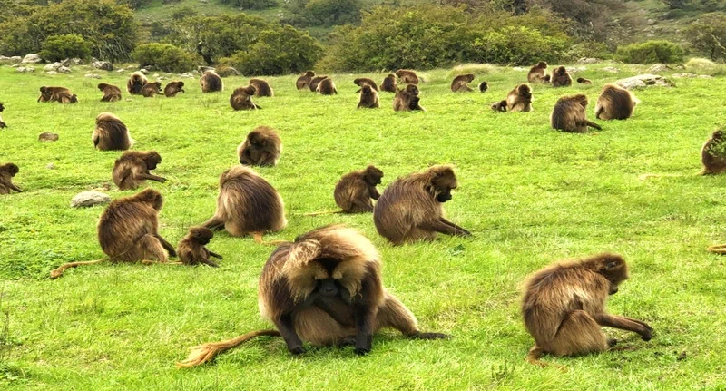 Armaye Ethiopia Tours 5
