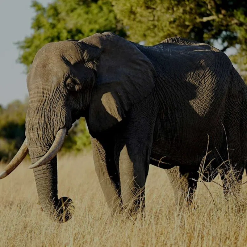 Betawild Safaris Ltd. trading as Betawild Safaris 3