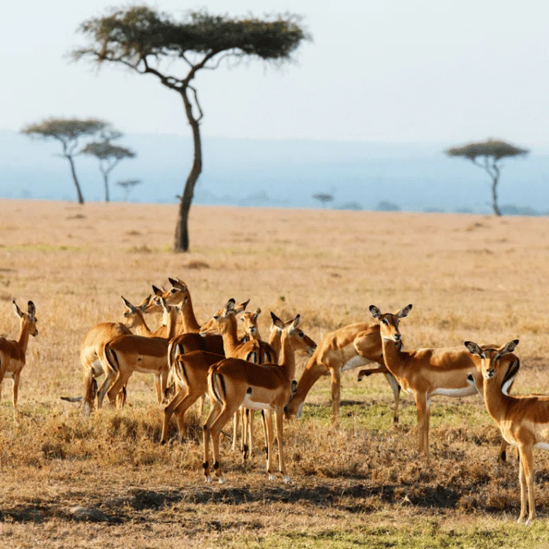 Betawild Safaris Ltd. trading as Betawild Safaris 1