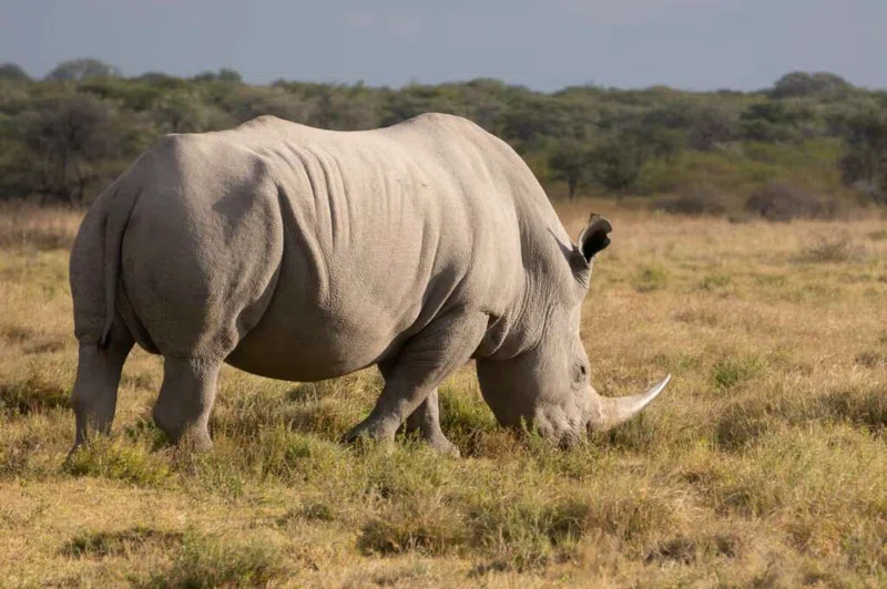 Khama Rhino Sanctuary 3