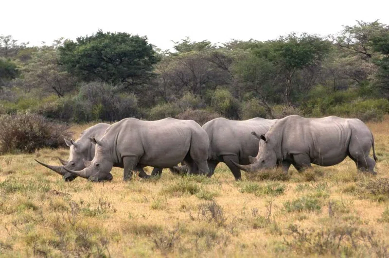 Khama Rhino Sanctuary 4
