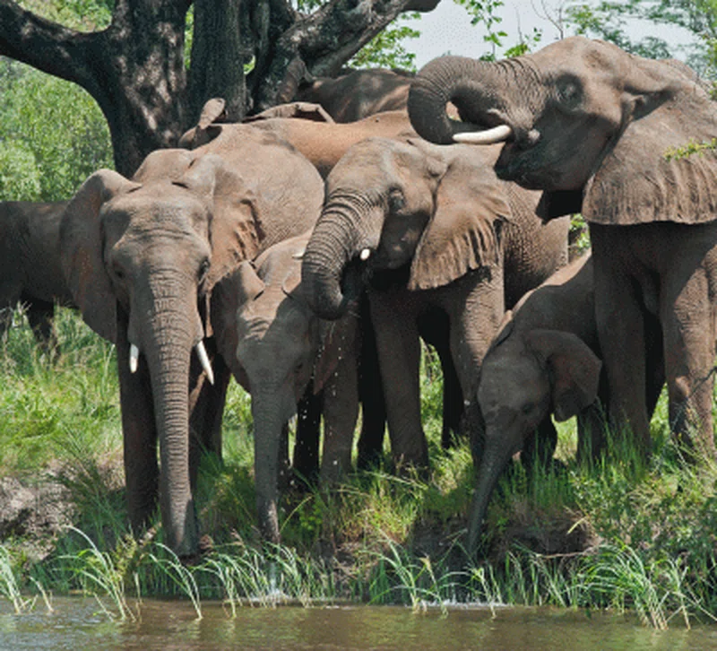Khama Rhino Sanctuary 5