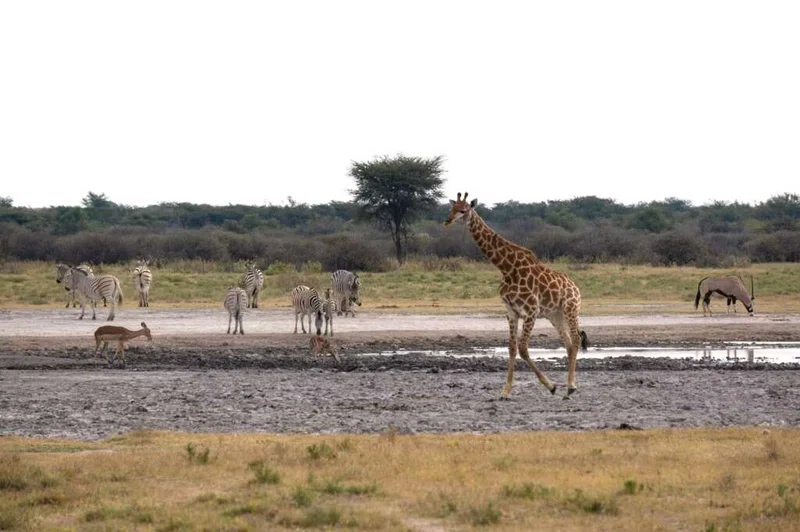 Khama Rhino Sanctuary 2