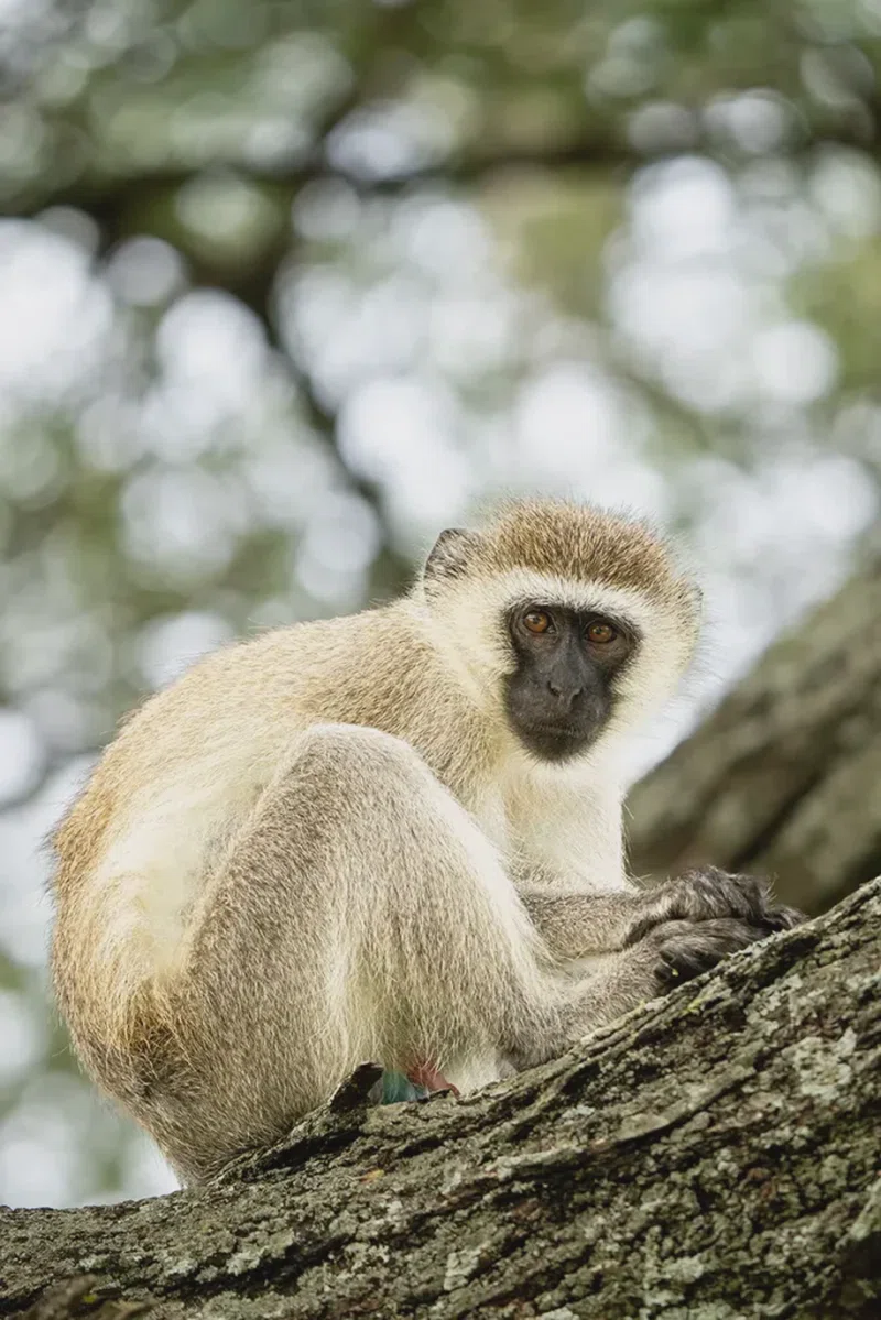 PAG Tours and Safaris Limited trading as PAG Tours and Safaris 1